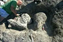 (عکس) کشف یک حیوان عجیب با پوست کرگدن و دندان‌هایی بزرگ