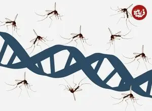 پارک ژوراسیک درست می‌گفت: پشه‌ها واقعاً کتابخانه‌ای از دی‌ان‌ای جانوران را حمل می‌کنند