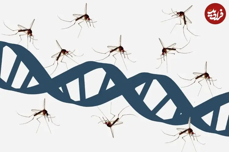 پارک ژوراسیک درست می‌گفت: پشه‌ها واقعاً کتابخانه‌ای از دی‌ان‌ای جانوران را حمل می‌کنند