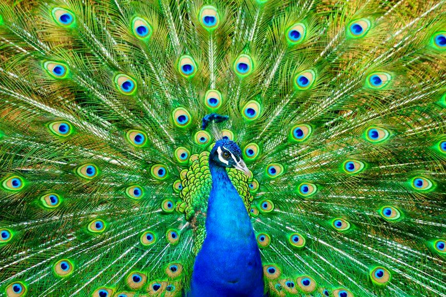 (ویدئو) زیباترین طاووس های جهان که شاید تا حالا ندیده باشید