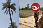 ببینید| دستگیری عجیب یک متهم فراری با قطع درخت نخل