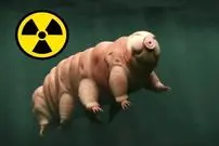 مقاومت انسان دربرابر تشعشعات هسته‌ای با کمک یک «موجود نامیرا»