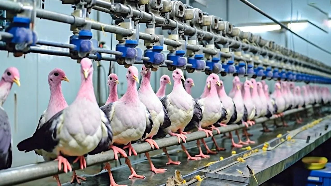 (ویدئو) فرآیند پرورش، برش و بسته بندی میلیون ها کبوتر در مزرعه و کارخانه چینی
