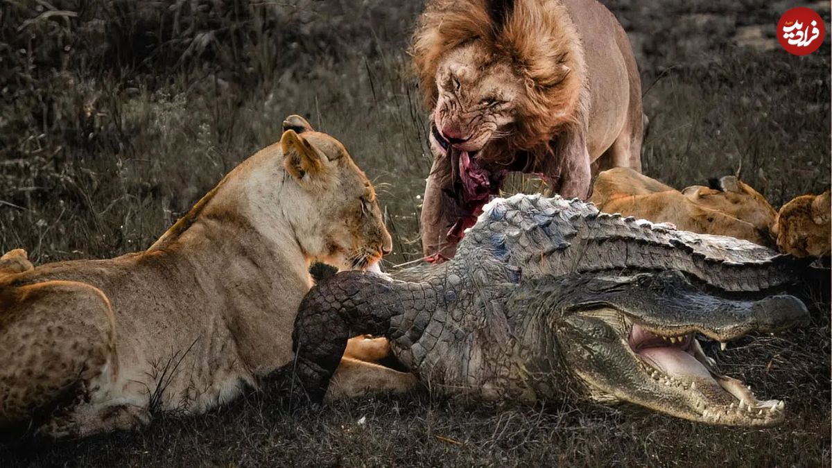 (ویدئو) عاقبت حمله به سلطان جنگل؛ تمساح توسط شیرها خورده شد!
