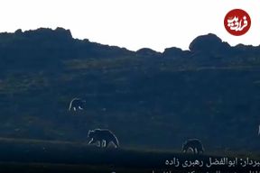(ویدئو) جولان خرس‌های قهوه‌ای در البرز مرکزی