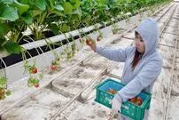 ببینید| نگاهی به یک مزرعه پیشرفته پرورش توت فرنگی در ژاپن