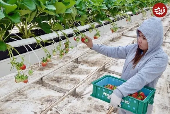 ببینید| نگاهی به یک مزرعه پیشرفته پرورش توت فرنگی در ژاپن