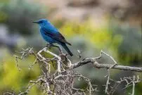 (تصاویر) تنوع زیستی در پارک ملی بمو