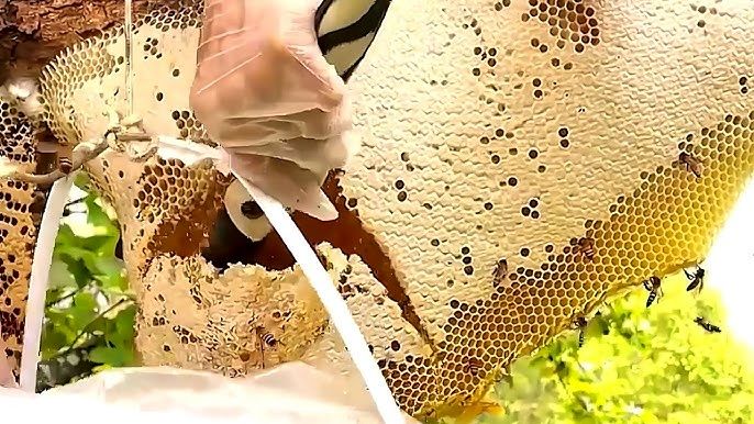 (ویدئو) برداشت عسل وحشی غول پیکر 14 کیلوگرمی توسط شکارچی هندی