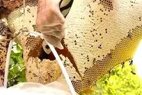 (ویدئو) برداشت عسل وحشی غول پیکر 14 کیلوگرمی توسط شکارچی هندی