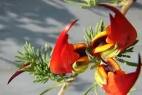 (عکس) گل منقار طوطی را تا به حال دیده‌اید؟!