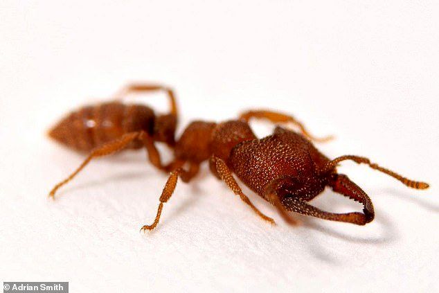 (عکس) مورچه دراکولا، سریع‌ترین حیوان روی زمین با سرعت ۳۲۱ کیلومتر