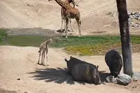 (ویدئو) کنجکاوی بچه زرافه ای که برای اولین بار کرگدن می بیند