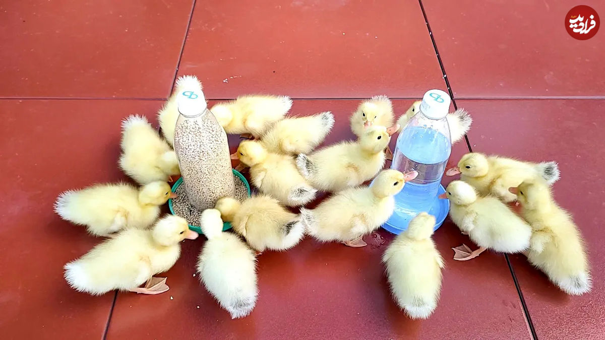 (ویدئو)  نحوه ساخت آسان دستگاه جوجه کشی 18 عددی برای تخم اردک با یونولیت و لامپ