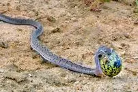 ببینید|  لحظه بلعیدن تخم بزرگ پرنده توسط یک مار!