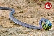 ببینید|  لحظه بلعیدن تخم بزرگ پرنده توسط یک مار!