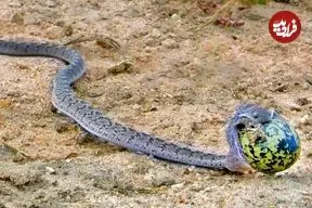 ببینید|  لحظه بلعیدن تخم بزرگ پرنده توسط یک مار!