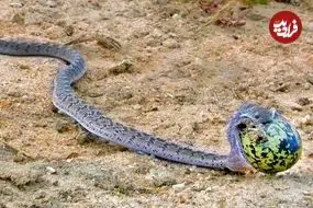 ببینید|  لحظه بلعیدن تخم بزرگ پرنده توسط یک مار!