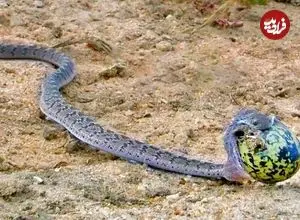 ببینید|  لحظه بلعیدن تخم بزرگ پرنده توسط یک مار!