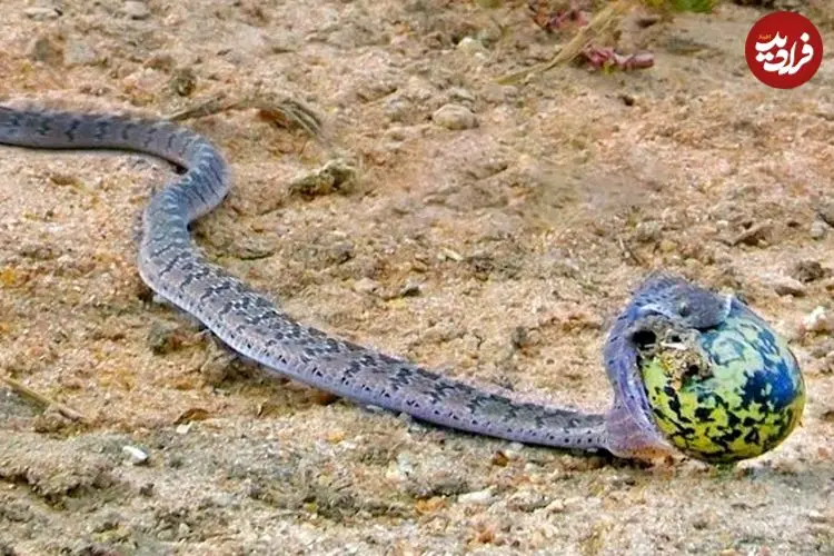 ببینید|  لحظه بلعیدن تخم بزرگ پرنده توسط یک مار!