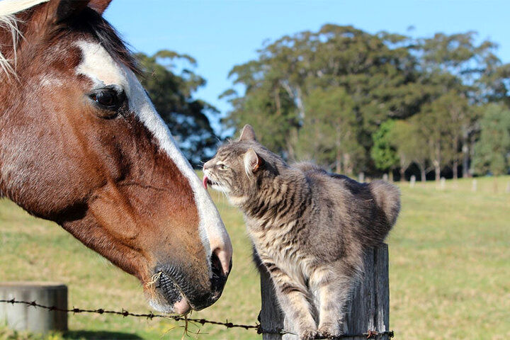 (ویدیو) خنده جالب یک اسب بعد از ترساندن گربه