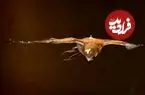 پهپاد یا شاهین؟ /پرنده‌هایی که از باد نمی‌ترسند