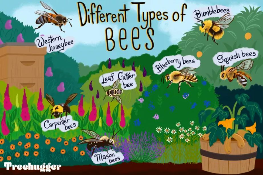 (تصاویر) آشنایی به زنبورهایی که در عمرتان ندیده اید؛ از زنبور نجار و بنا تا کوزه‌گر