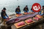 ببینید؛ صید مارماهی های غول پیکر و تهیه غذا با آن ها در چین 
