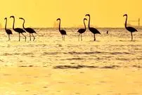 تصاویر؛ فلامینگوها میهمان آب‌های گرم خلیج فارس