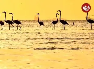 تصاویر؛ فلامینگوها میهمان آب‌های گرم خلیج فارس