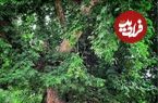 قدرت عجیب یک چنار؛ این درخت خود را ترمیم می کند
