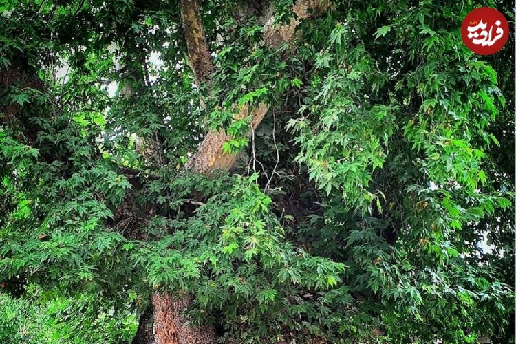 قدرت عجیب یک چنار؛ این درخت خود را ترمیم می کند
