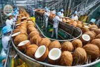 ببینید| چگونه تایلندی ها میلیون ها نارگیل را برداشت و فرآوری می کنند؟