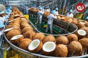 ببینید| چگونه تایلندی ها میلیون ها نارگیل را برداشت و فرآوری می کنند؟