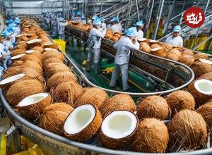 ببینید| چگونه تایلندی ها میلیون ها نارگیل را برداشت و فرآوری می کنند؟