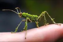 ببینید| ۱۰ نمونه شگفت‌انگیز از جانورانی که شبیه گیاهان هستند