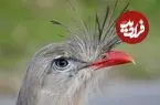 عکس| صدای زنگ‌مرغ به بلندی صدای چکش بادی است