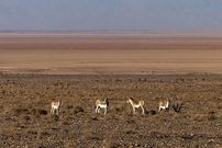 تصاویر؛ احیای گورخر ایرانی در پارک ملی کویر