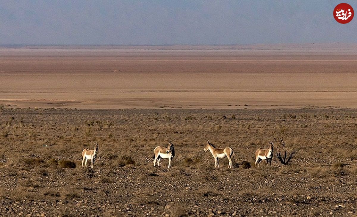 تصاویر؛ احیای گورخر ایرانی در پارک ملی کویر