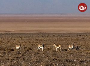 تصاویر؛ احیای گورخر ایرانی در پارک ملی کویر