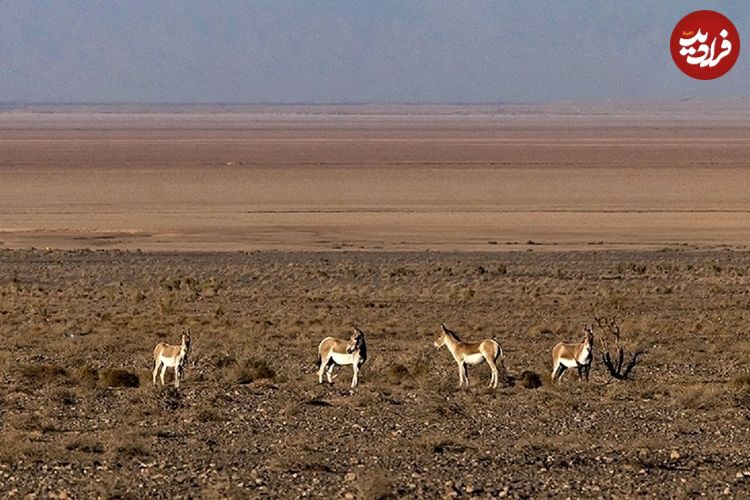 تصاویر؛ احیای گورخر ایرانی در پارک ملی کویر