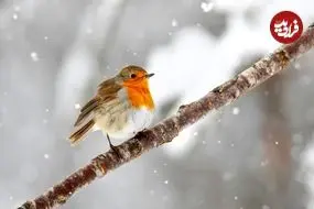 پرندگان زمستان را چگونه می‌گذرانند؟