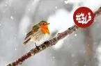 پرندگان زمستان را چگونه می‌گذرانند؟