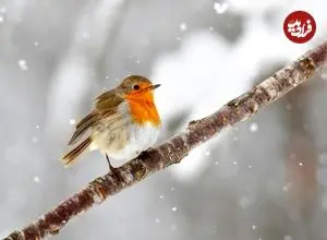پرندگان زمستان را چگونه می‌گذرانند؟