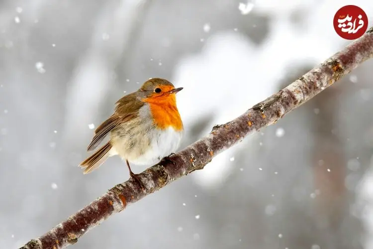 پرندگان زمستان را چگونه می‌گذرانند؟