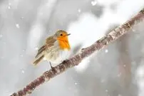 پرندگان زمستان را چگونه می‌گذرانند؟