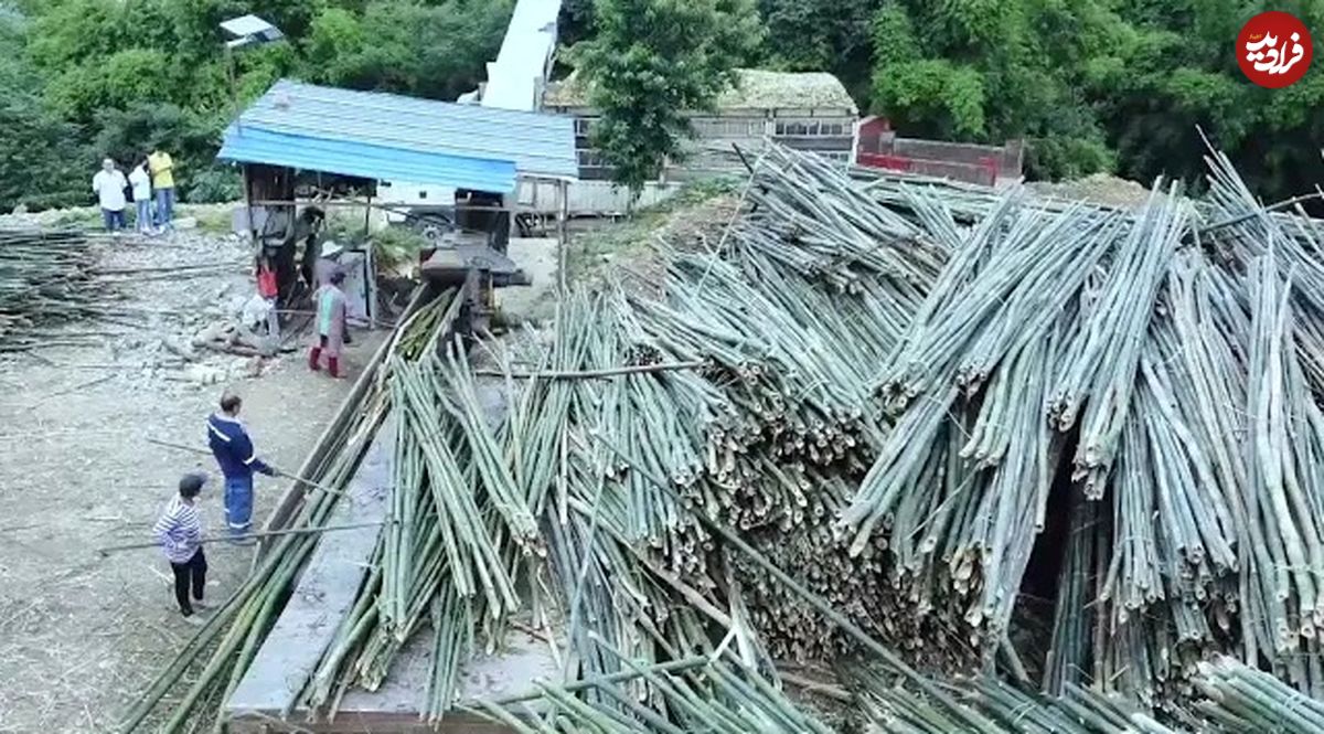 (ویدئو) فرآیند شگفت انگیز تولید کاغذ بامبو در کارخانه 