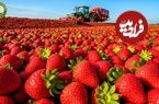 ببینید؛ چگونه کشاورزان آمریکایی توت فرنگی را برداشت و فرآوری می کنند؟