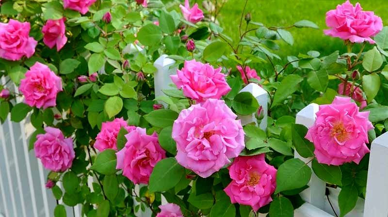 (ویدئو) ۵ نکته راز باغبانی گل رز