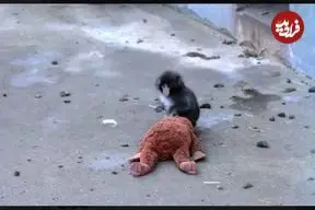 ببینید| وقتی مادر واقعی رفت، مادر عروسکی آمد! فیلمی که میلیون‌ها نفر را گریاند